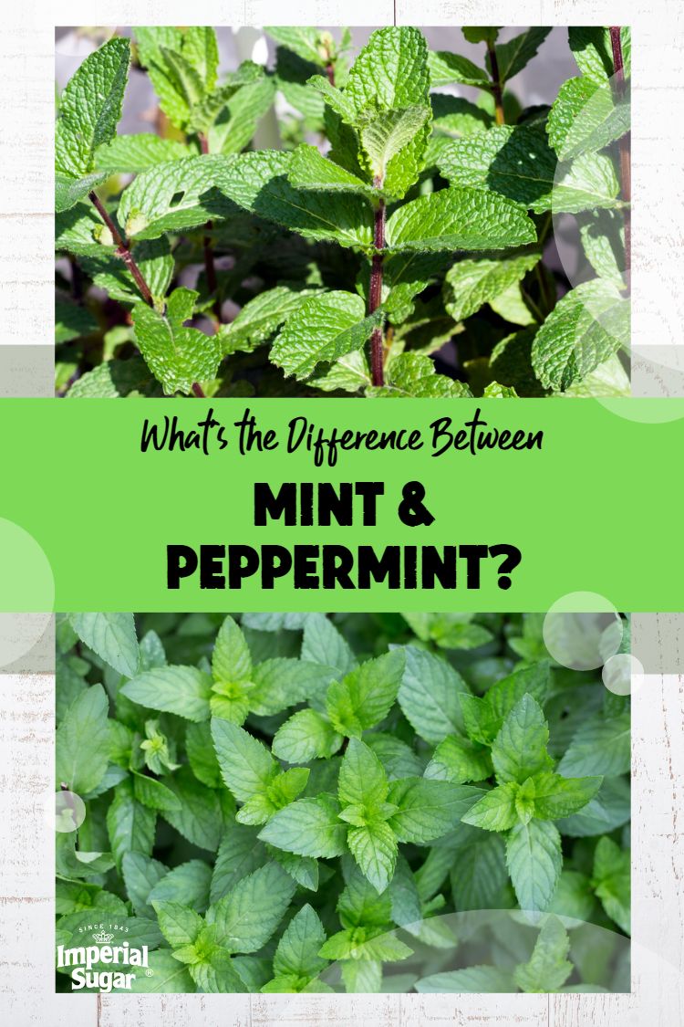 What's the Difference between Mint and Peppermint?