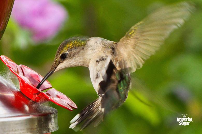 Homemade Hummingbird Nectar | Imperial