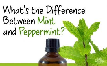 What’s the Difference between Mint and Peppermint?
